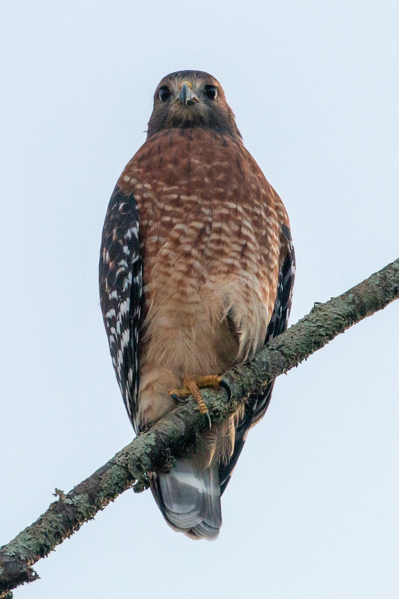 Red-shouldered Hawk - Steve Metchis