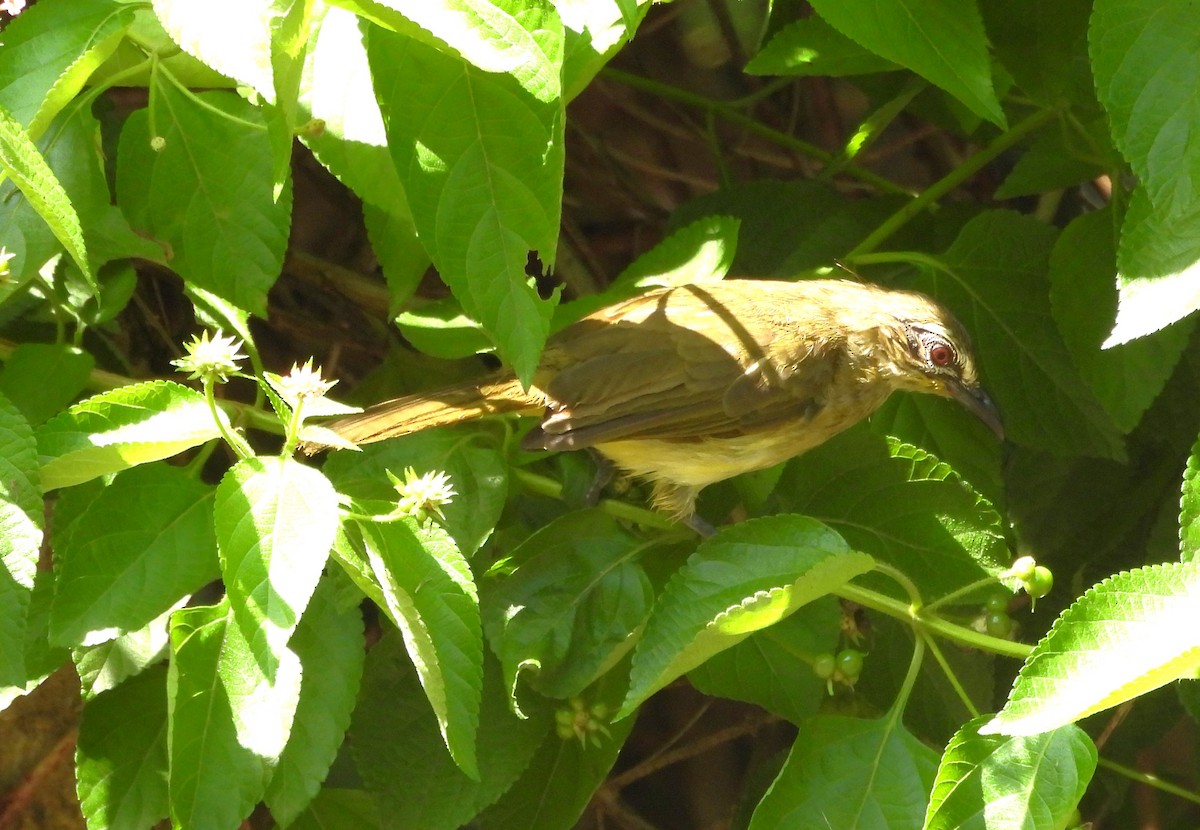 White-browed Bulbul - ML623984125