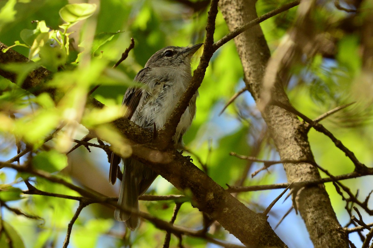 Ashy Flycatcher - ML623984134