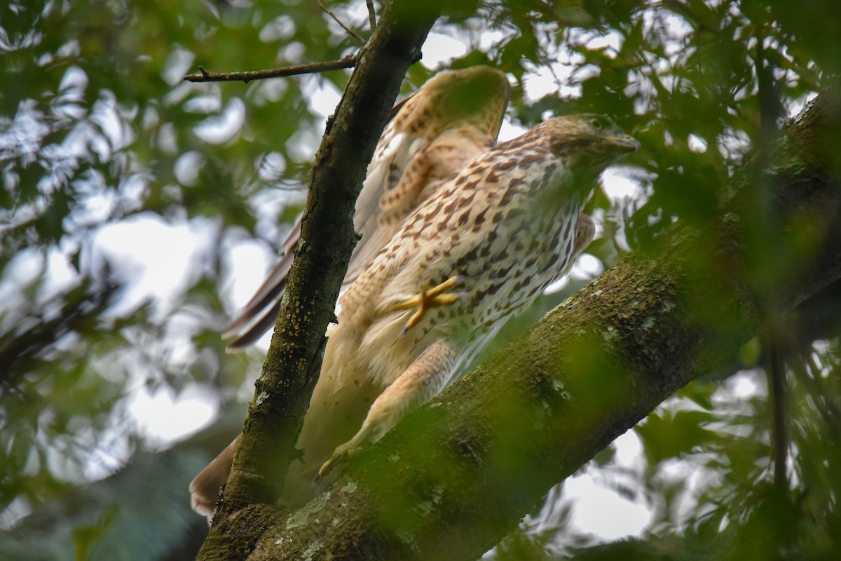 Red-shouldered Hawk - John Harty