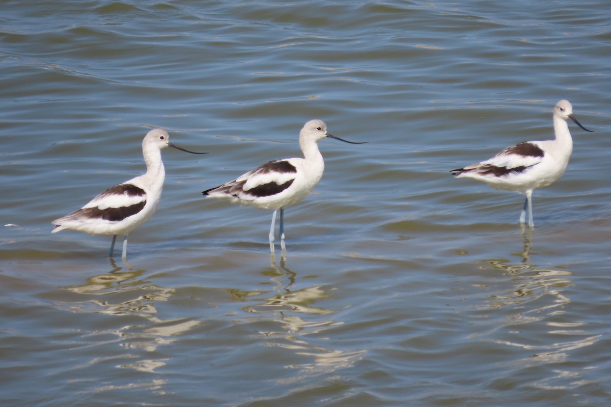 American Avocet - Josephine Cox