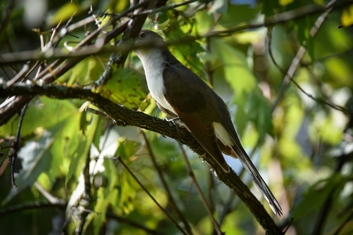 Yellow-billed Cuckoo - ML623984206