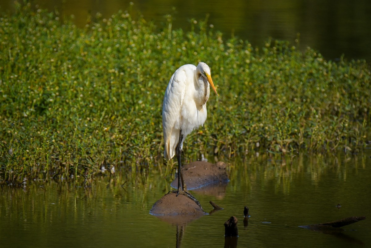 Great Egret - ML623984214