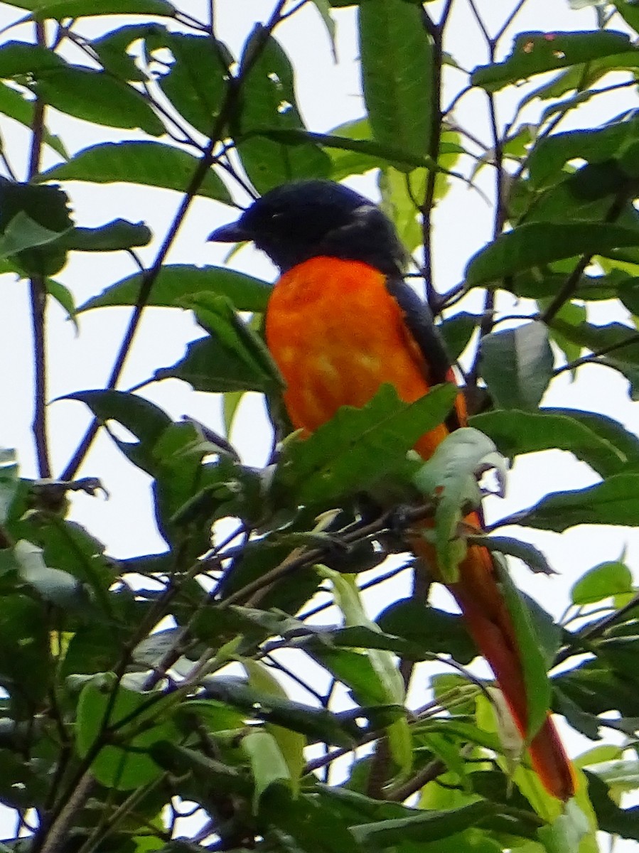 Orangemennigvogel - ML623984231