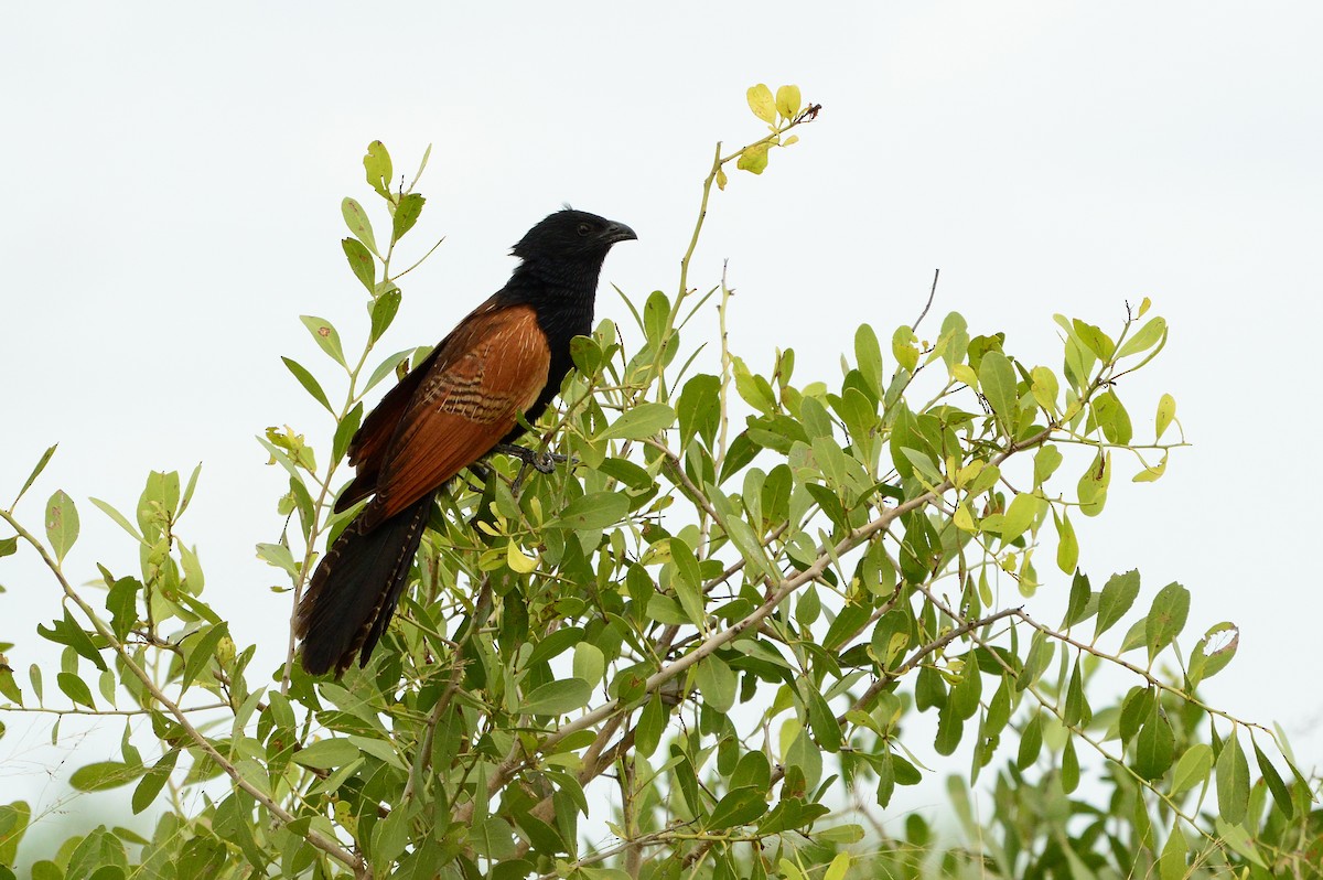 Black Coucal - ML623984241