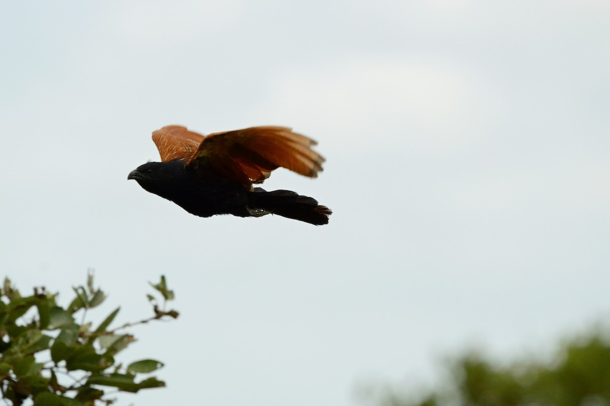 Black Coucal - ML623984242