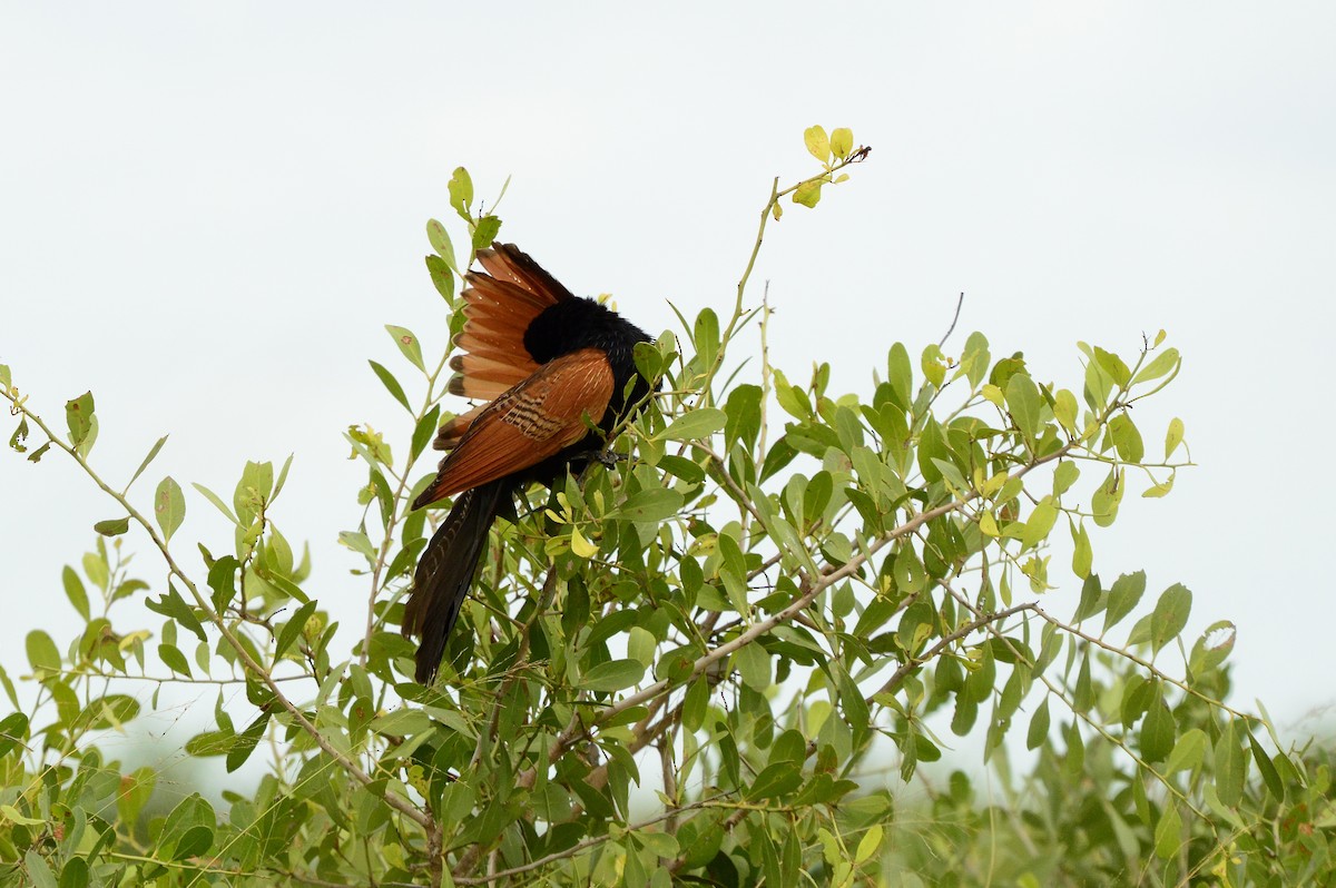 Black Coucal - René Rossouw