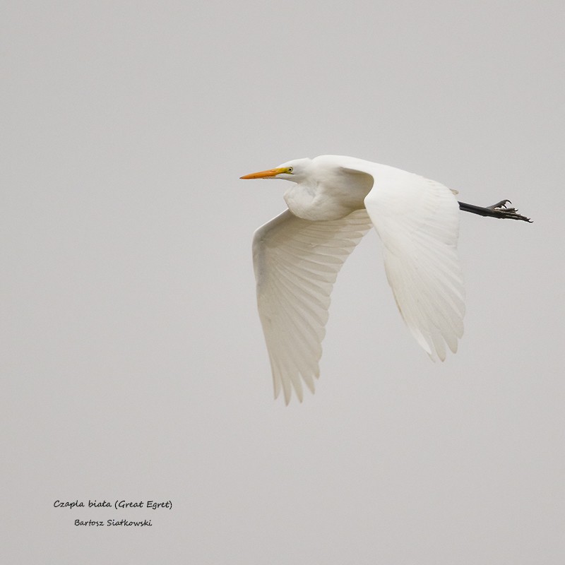 Great Egret - ML623984244