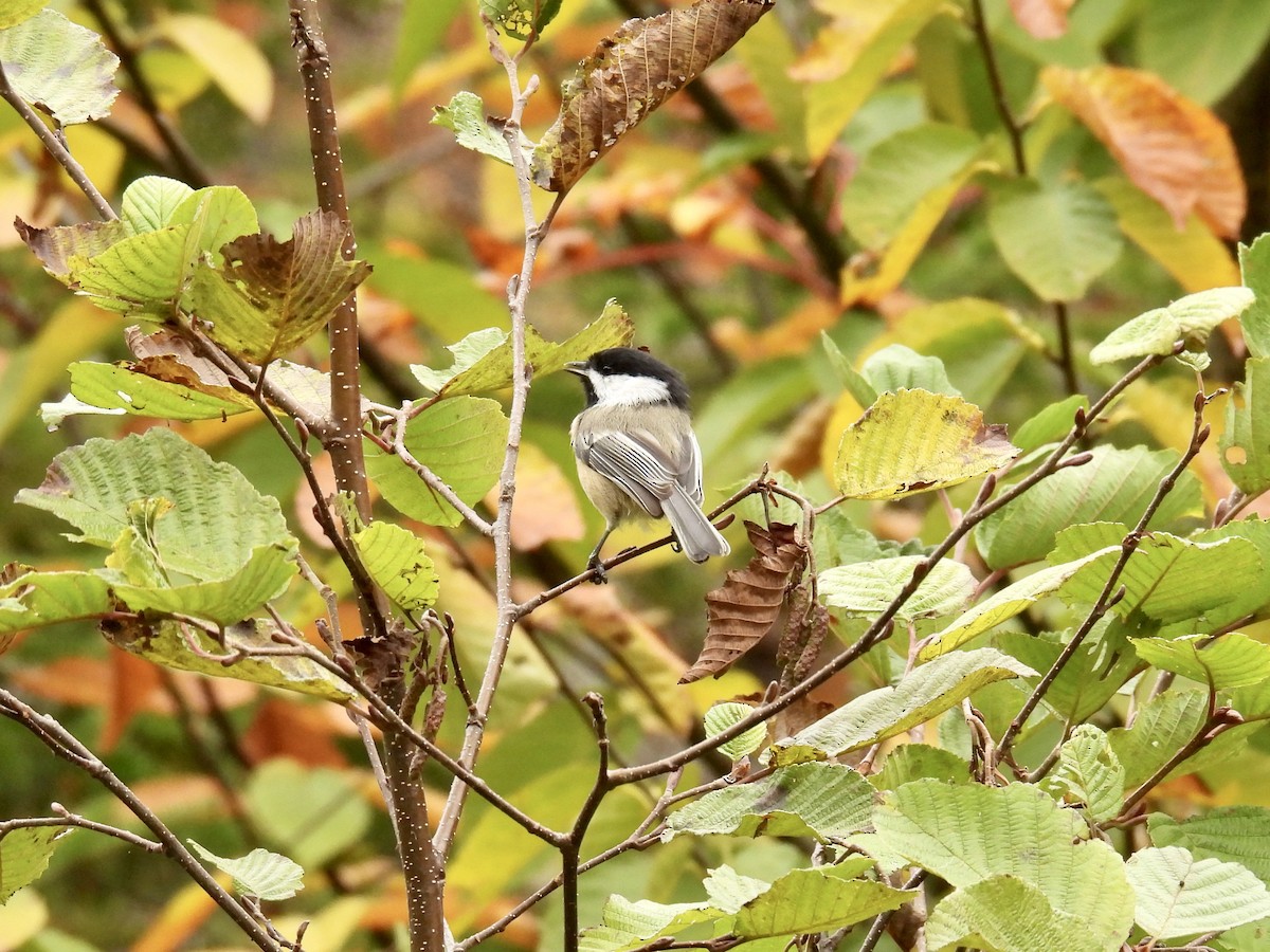 Black-capped Chickadee - ML623984247