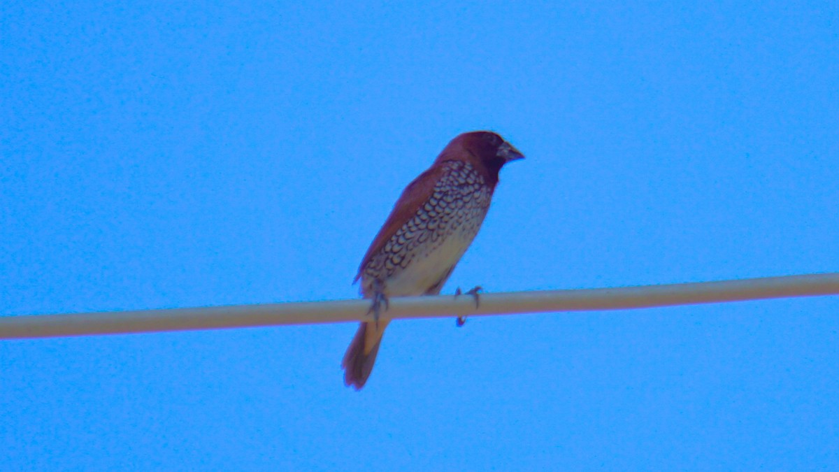 Scaly-breasted Munia - ML623984322