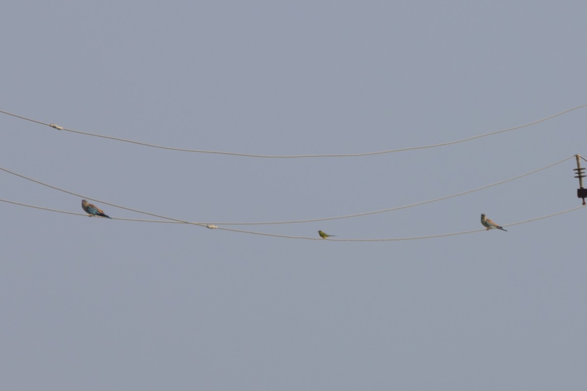 European Roller - Rahul Pereira