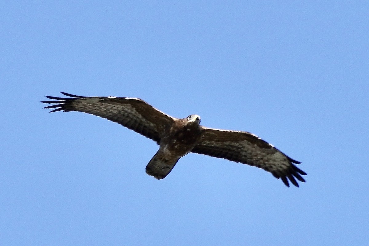 European Honey-buzzard - ML623984339