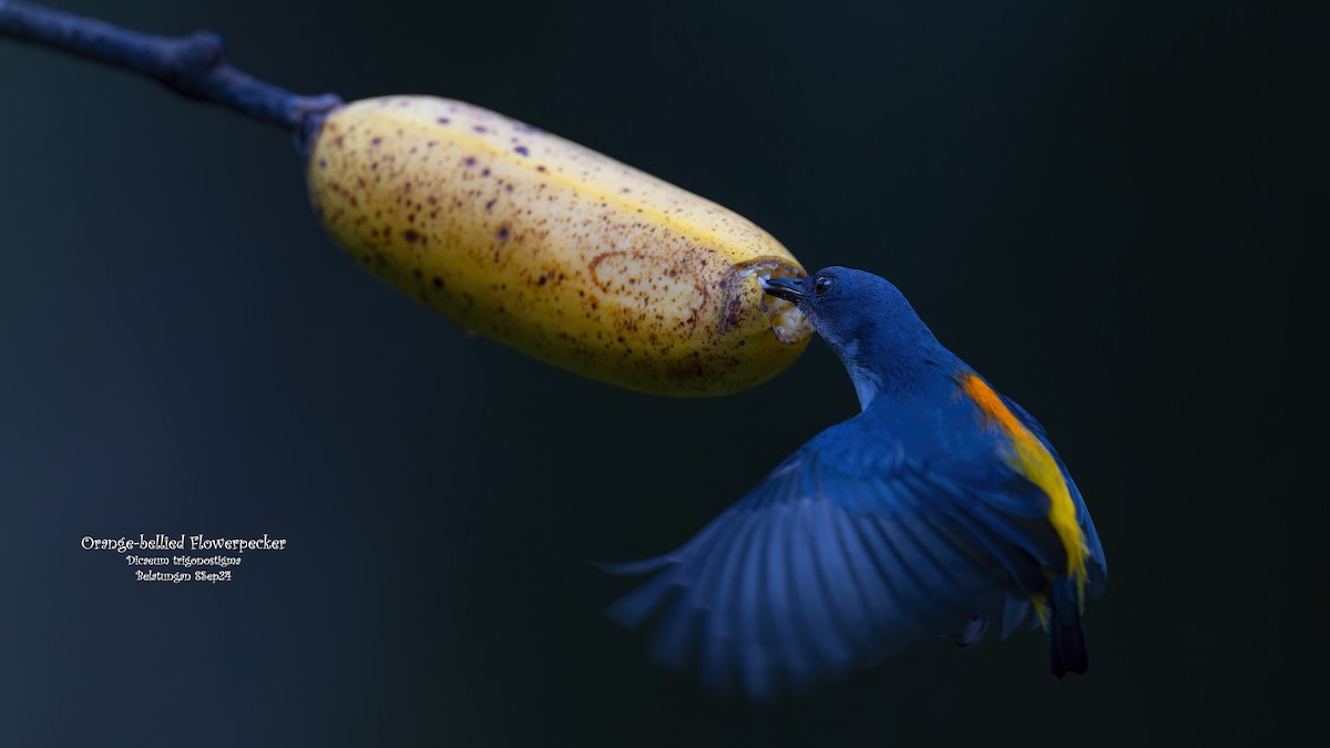 Orange-bellied Flowerpecker - ML623984390