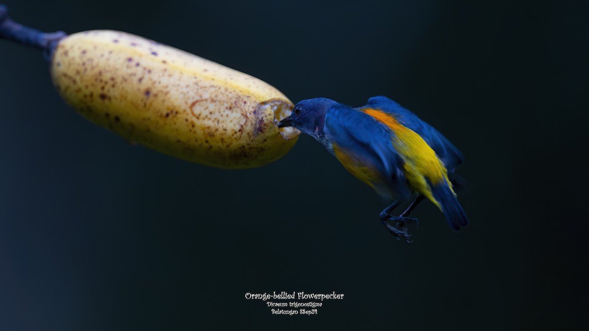 Orange-bellied Flowerpecker - ML623984392