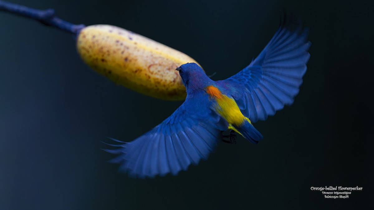 Orange-bellied Flowerpecker - ML623984393