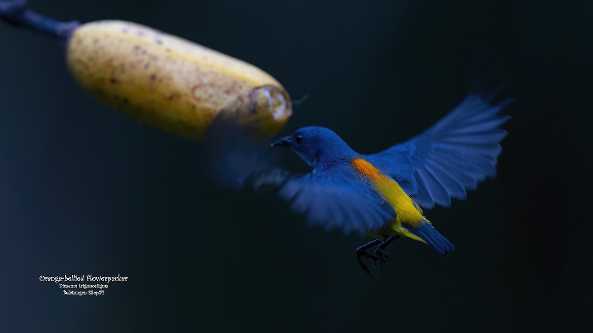 Orange-bellied Flowerpecker - ML623984395