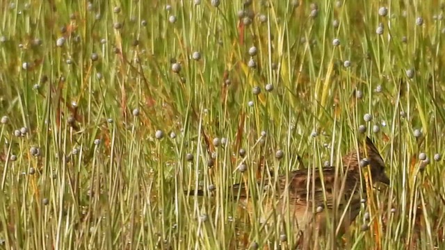 Malabar Lark - ML623984398