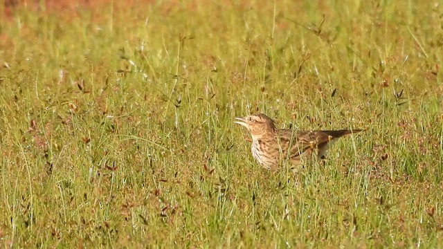 Malabar Lark - ML623984399