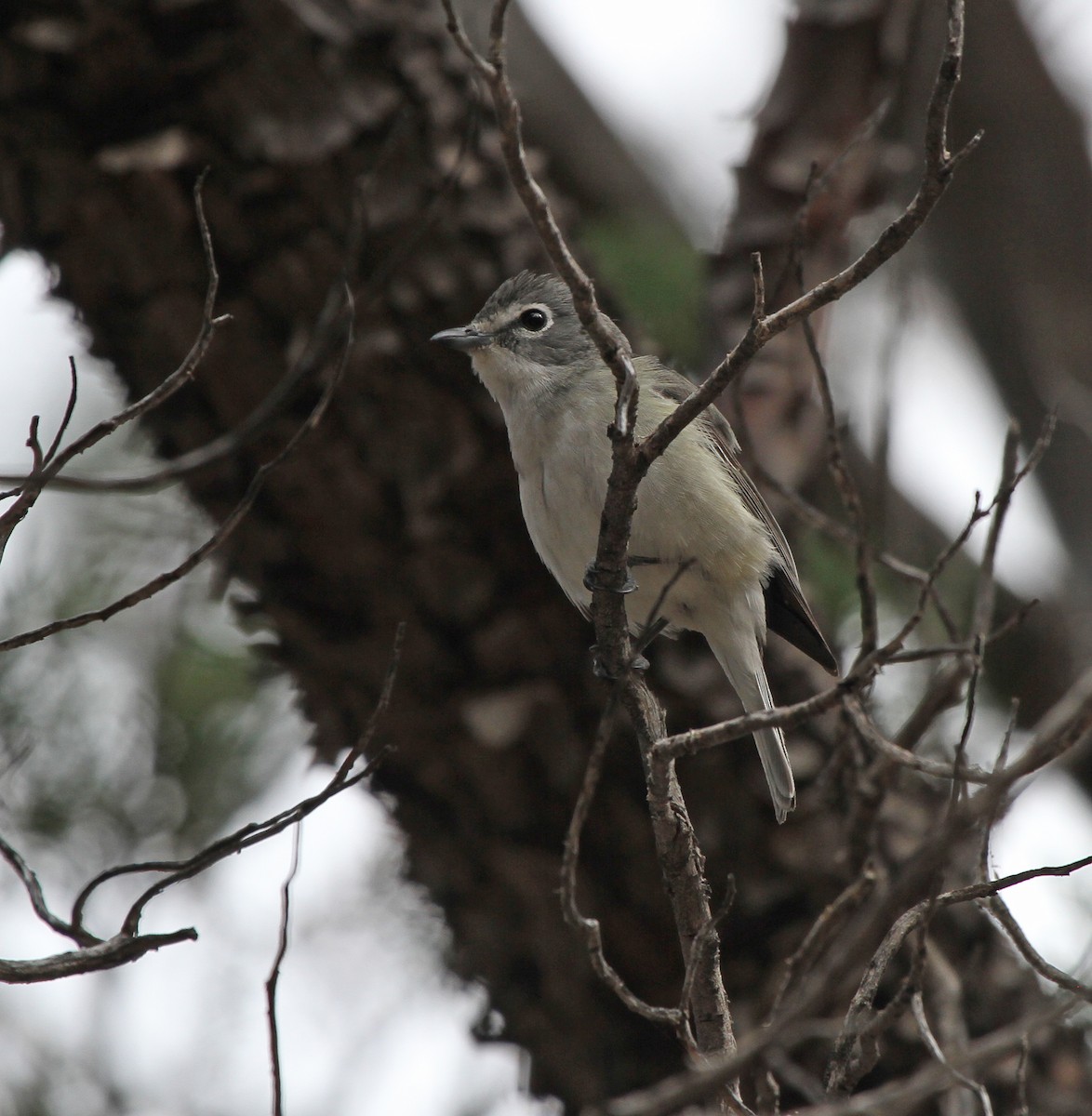 Plumbeous Vireo - ML623984404