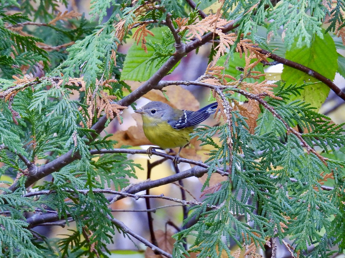 Magnolia Warbler - ML623984405