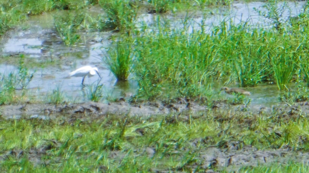 Indian Pond-Heron - ML623984492