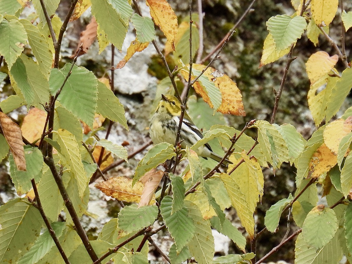 Black-throated Green Warbler - ML623984517