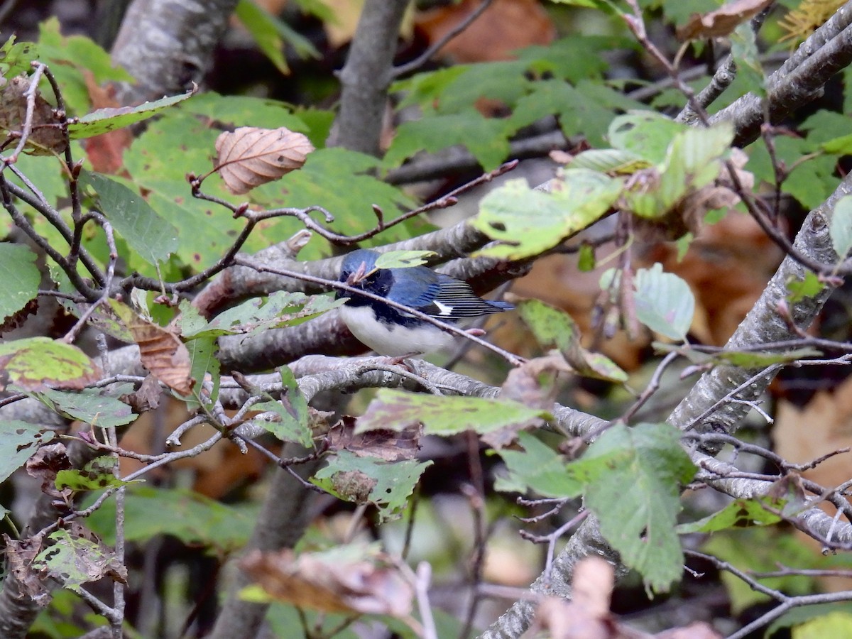 Black-throated Blue Warbler - ML623984557