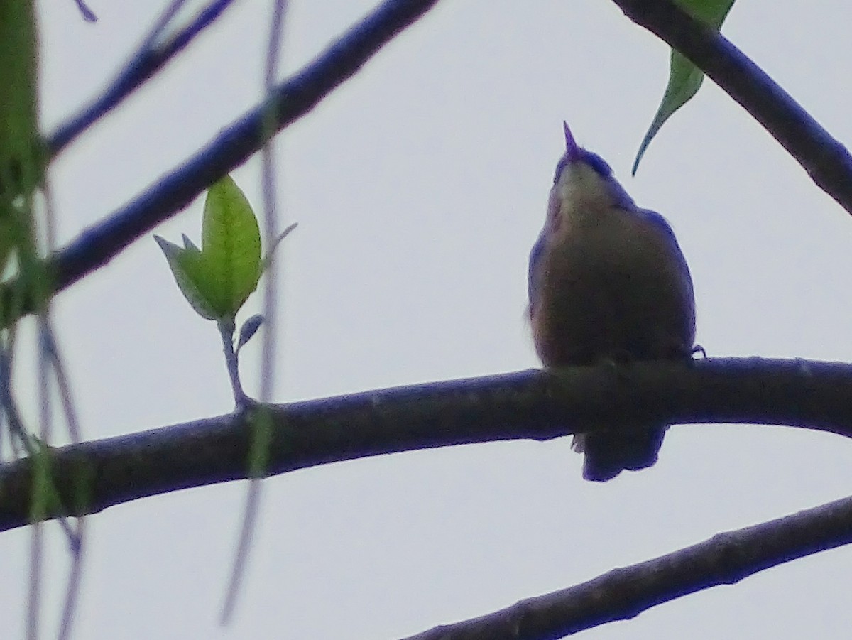 Velvet-fronted Nuthatch - ML623984567