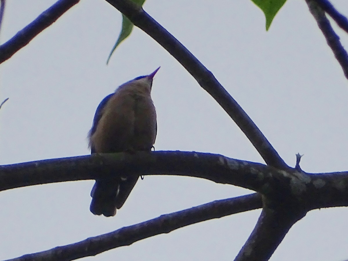 Velvet-fronted Nuthatch - ML623984569