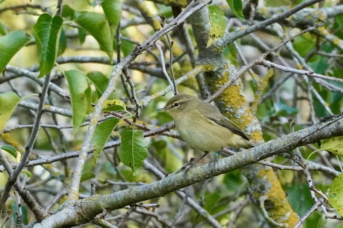 Common Chiffchaff - Terry Bohling