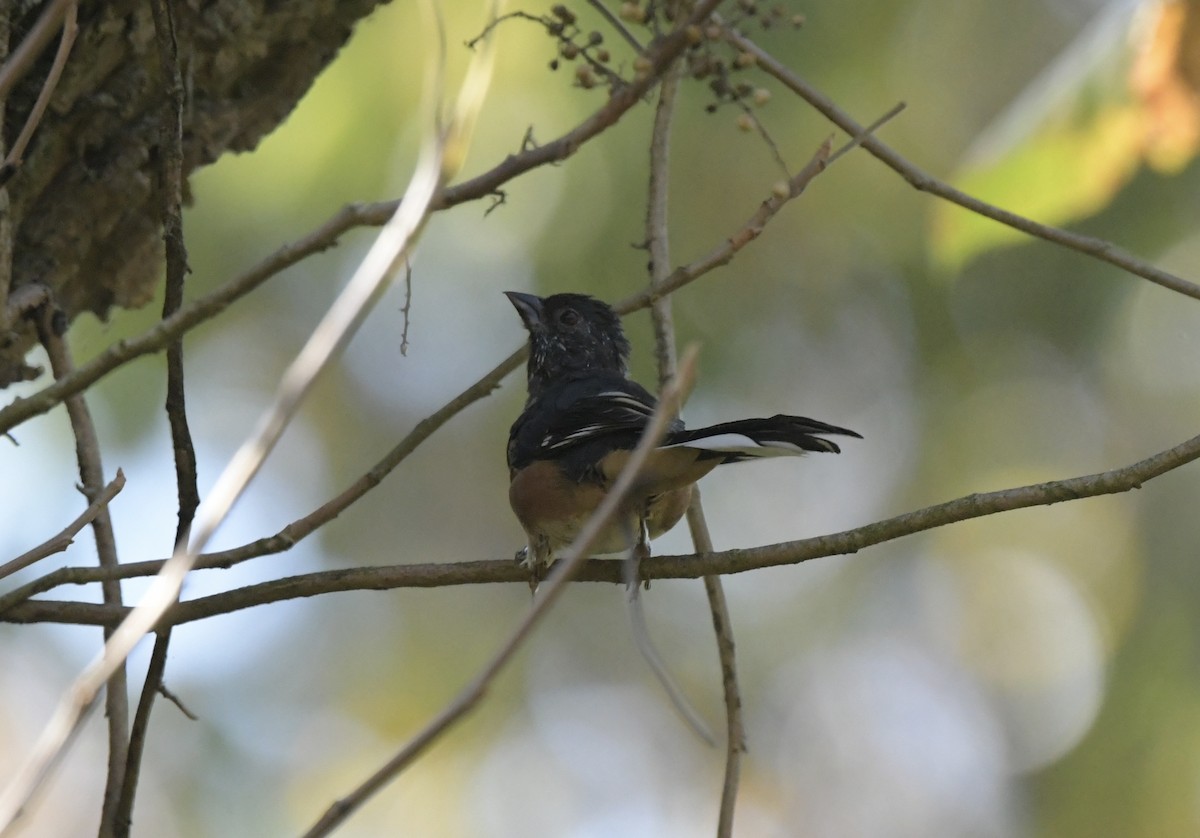 Eastern Towhee - ML623984576