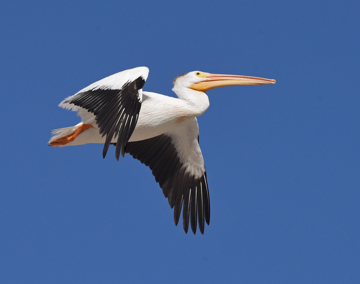 American White Pelican - ML623984637