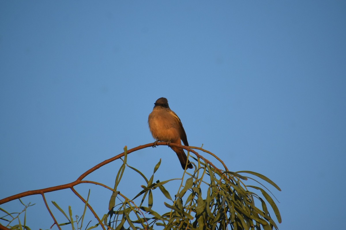 Mosquero Llanero - ML623984649