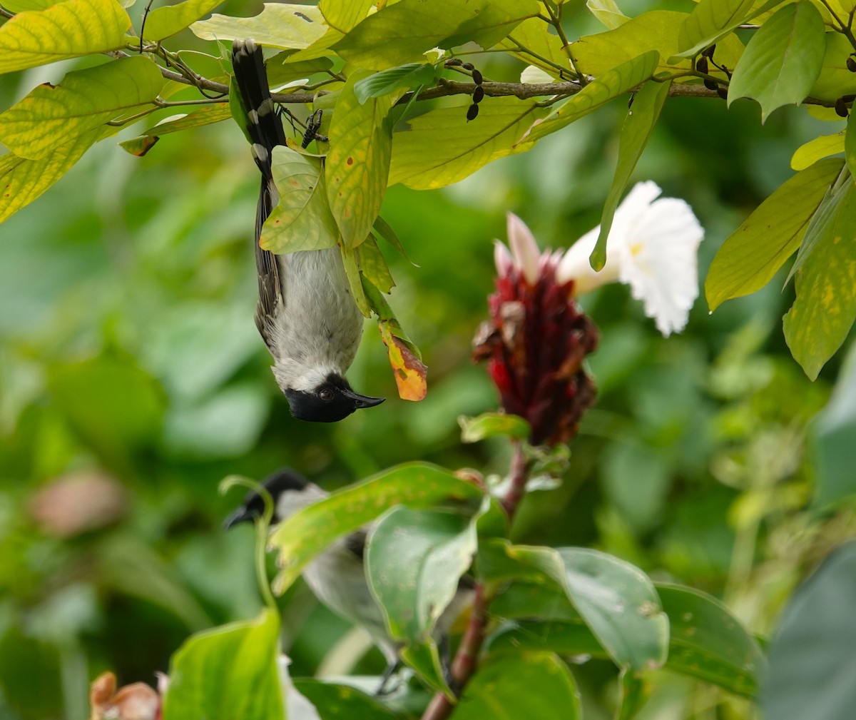 Sooty-headed Bulbul - ML623984653