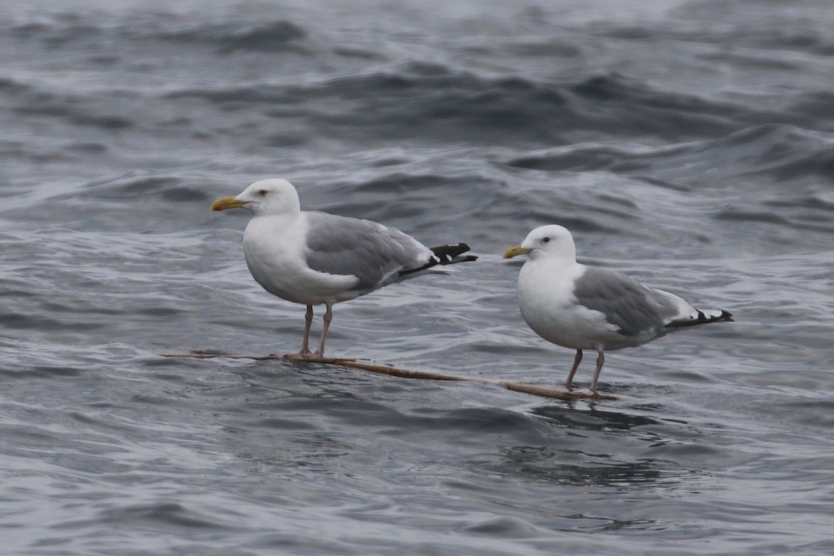 Iceland Gull (Thayer's) - ML623984656