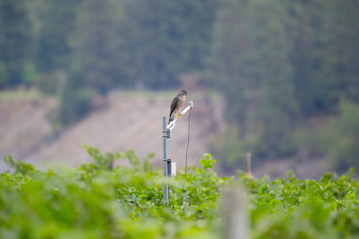 Cooper's Hawk - ML623984658