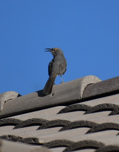 Curve-billed Thrasher - ML623984665