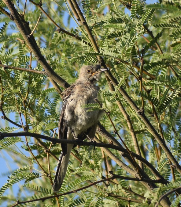 Northern Mockingbird - Terry Miller