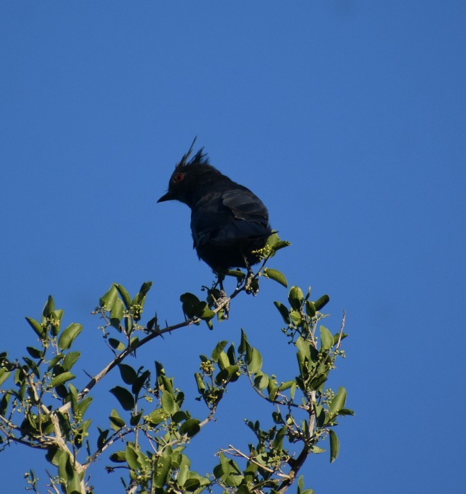 Capulinero Negro - ML623984680