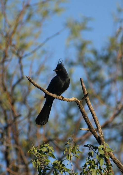 Capulinero Negro - ML623984681