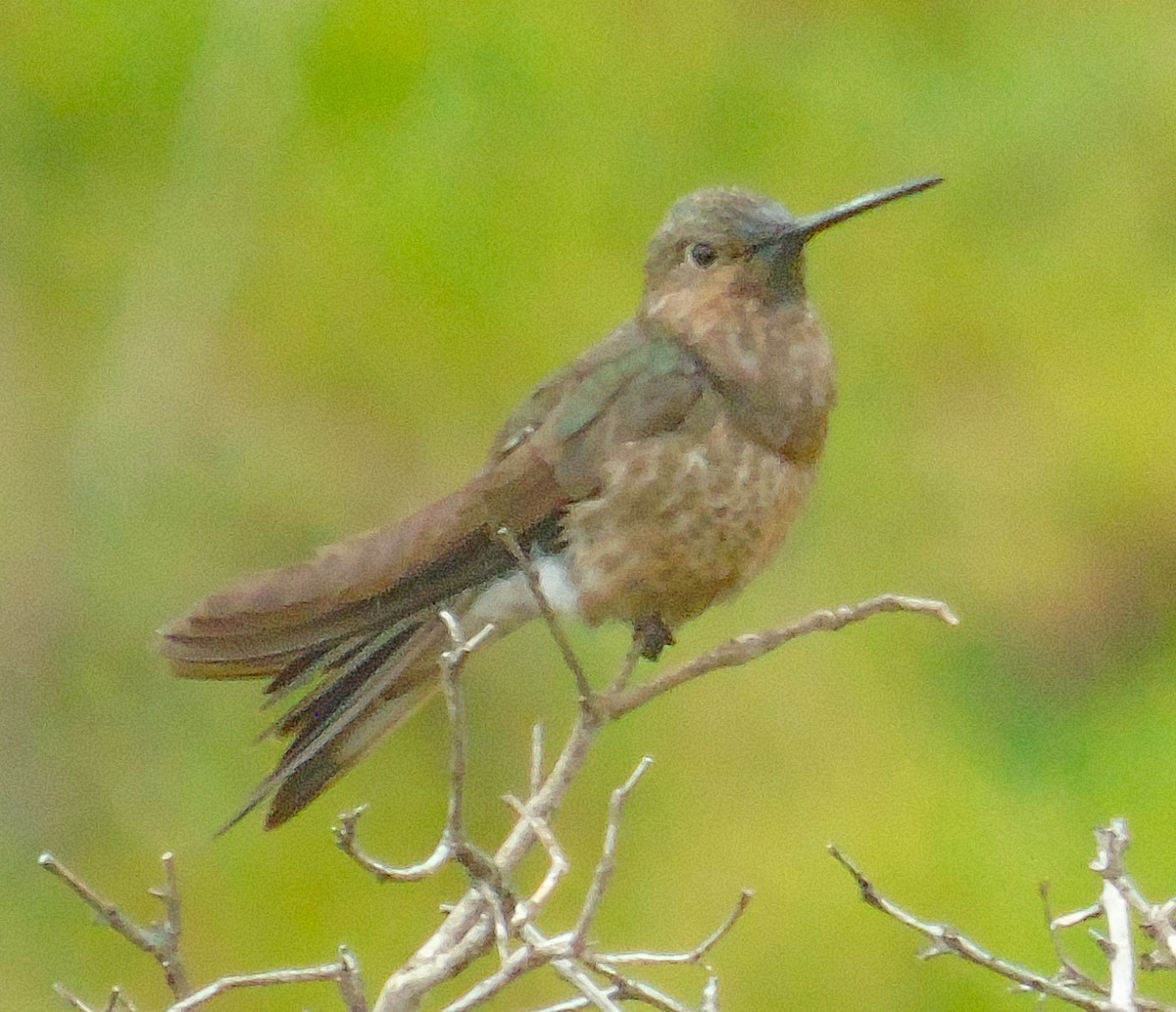 Giant Hummingbird - ML623984691