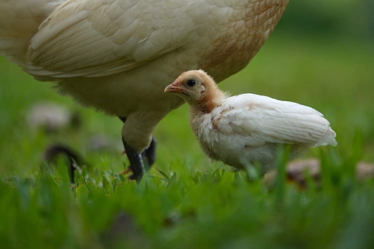 Red Junglefowl (Domestic type) - ML623984692