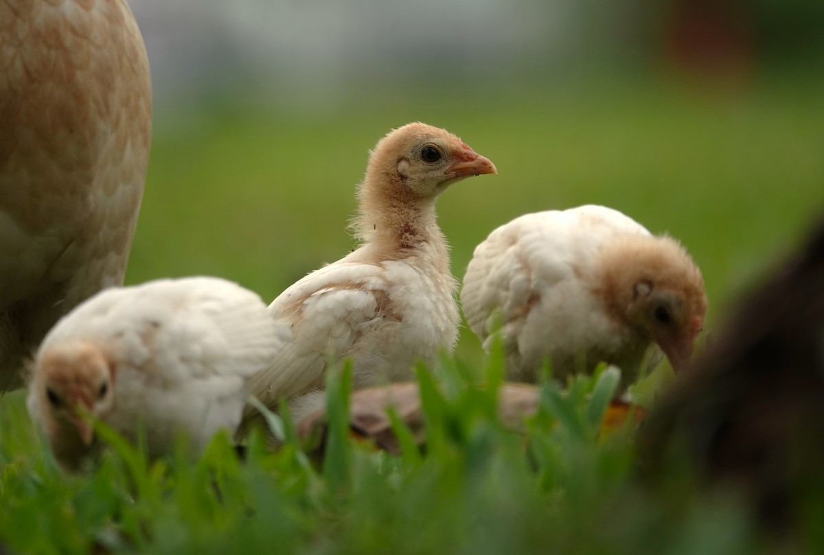 Red Junglefowl (Domestic type) - ML623984693