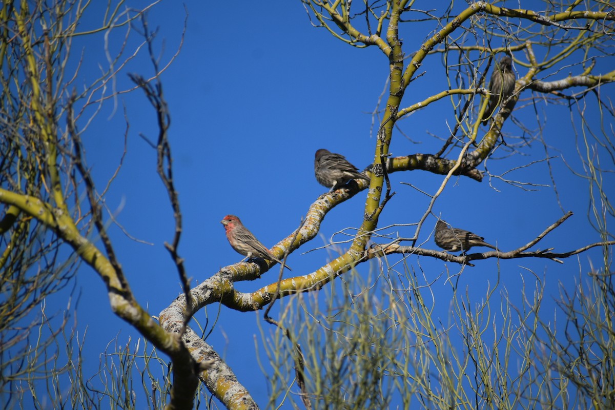 House Finch - ML623984694