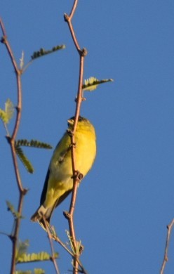 Lesser Goldfinch - Terry Miller