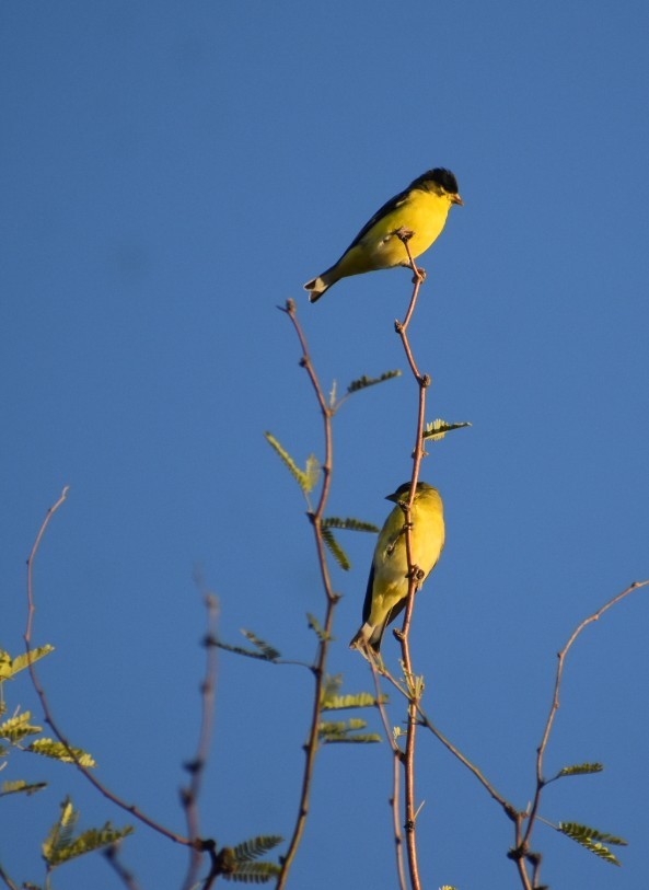 Lesser Goldfinch - ML623984703