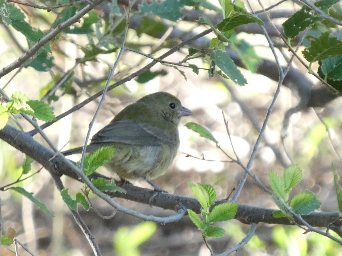 Painted Bunting - ML623984717