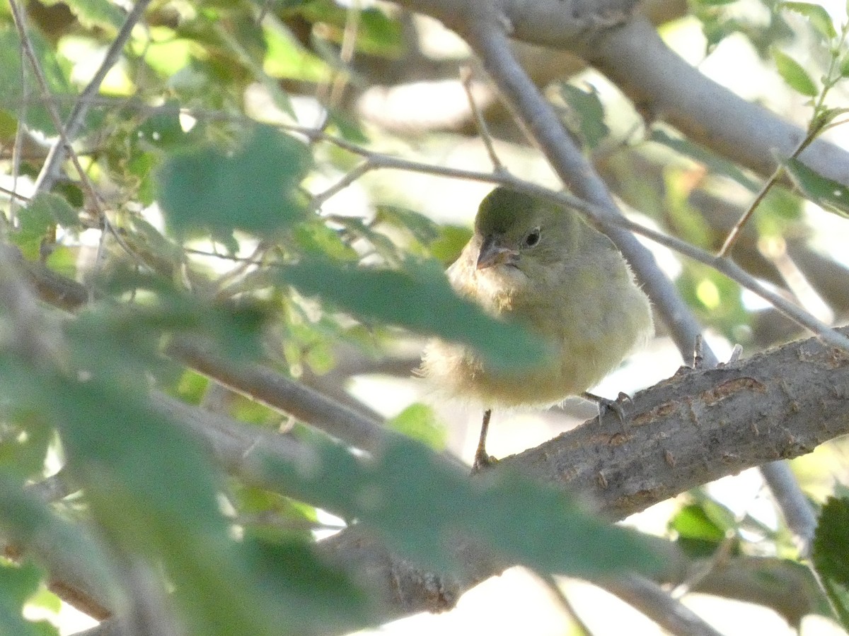 Painted Bunting - ML623984718