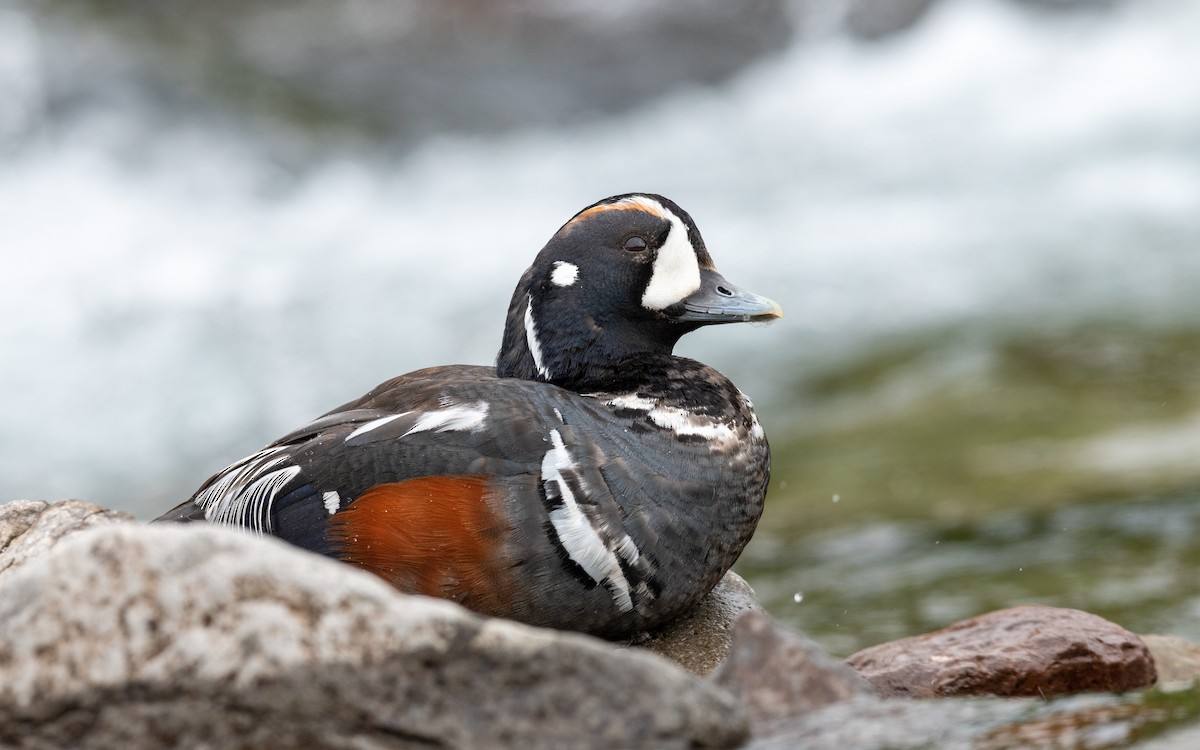 Harlequin Duck - ML623984744