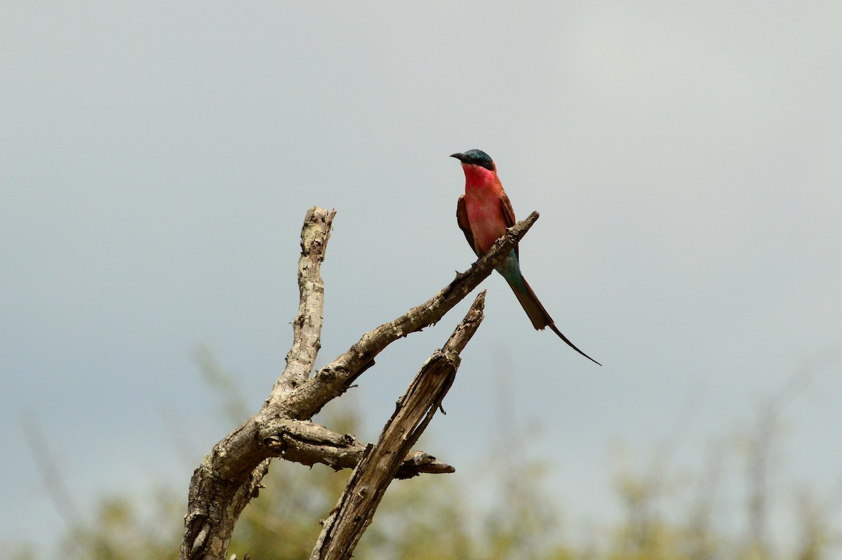 Southern Carmine Bee-eater - ML623984817